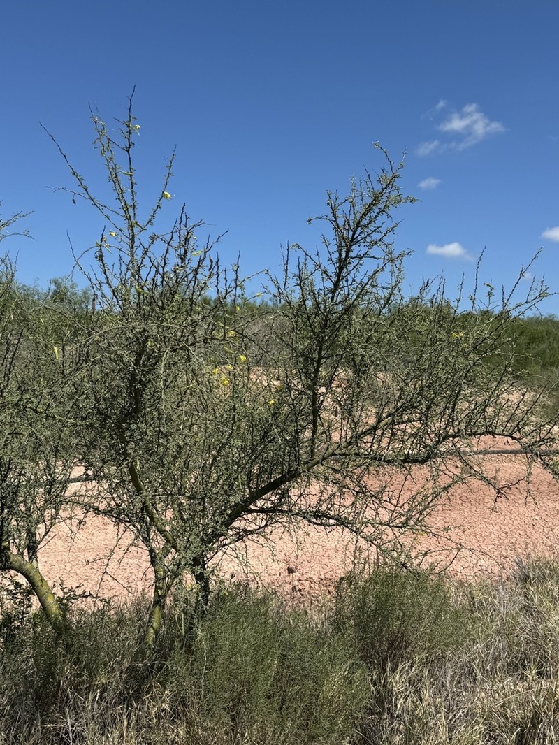 Texas Paloverde photo 3