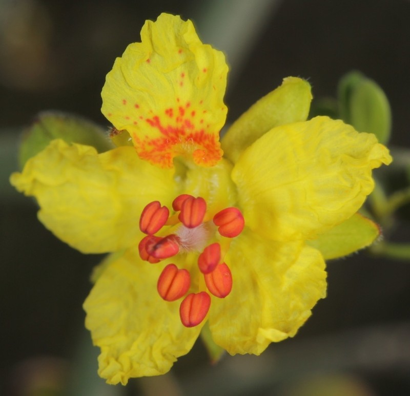 Texas Paloverde photo 4