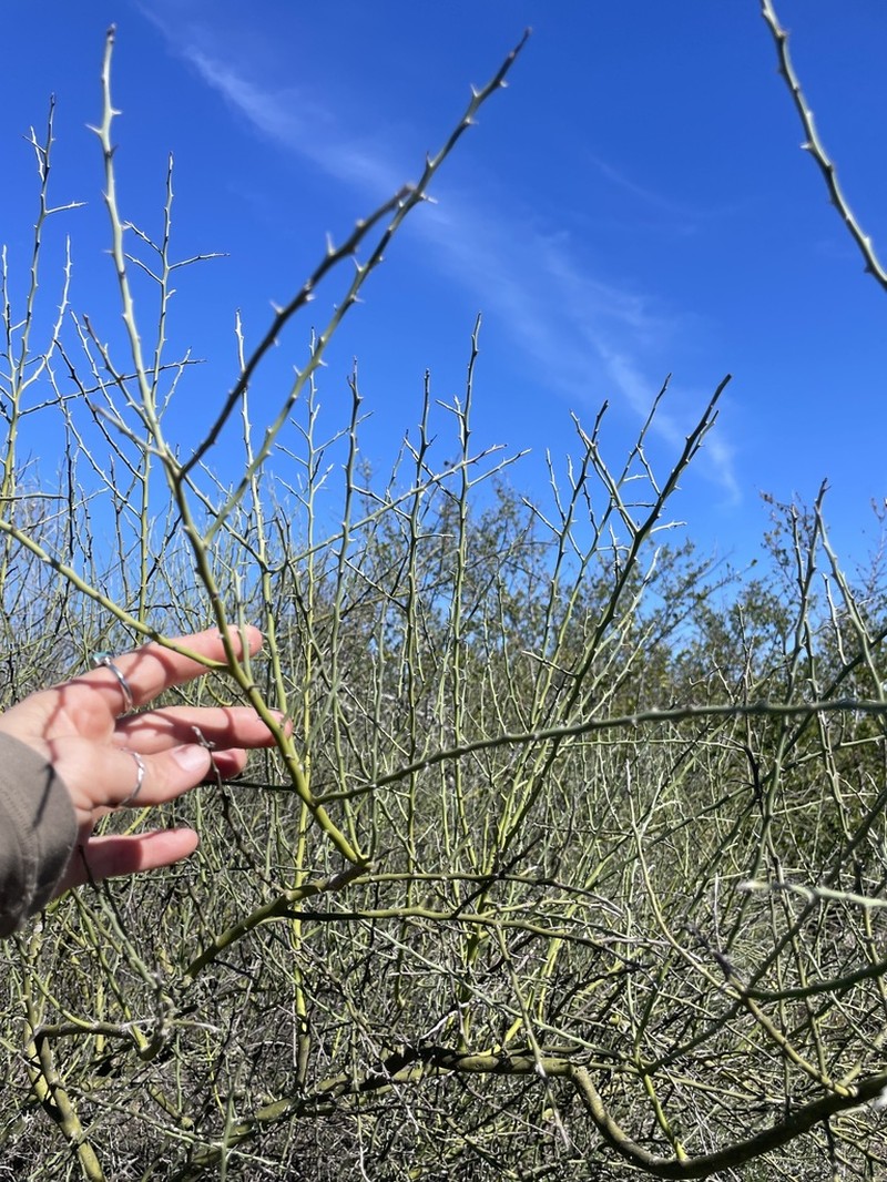 Texas Paloverde photo 5