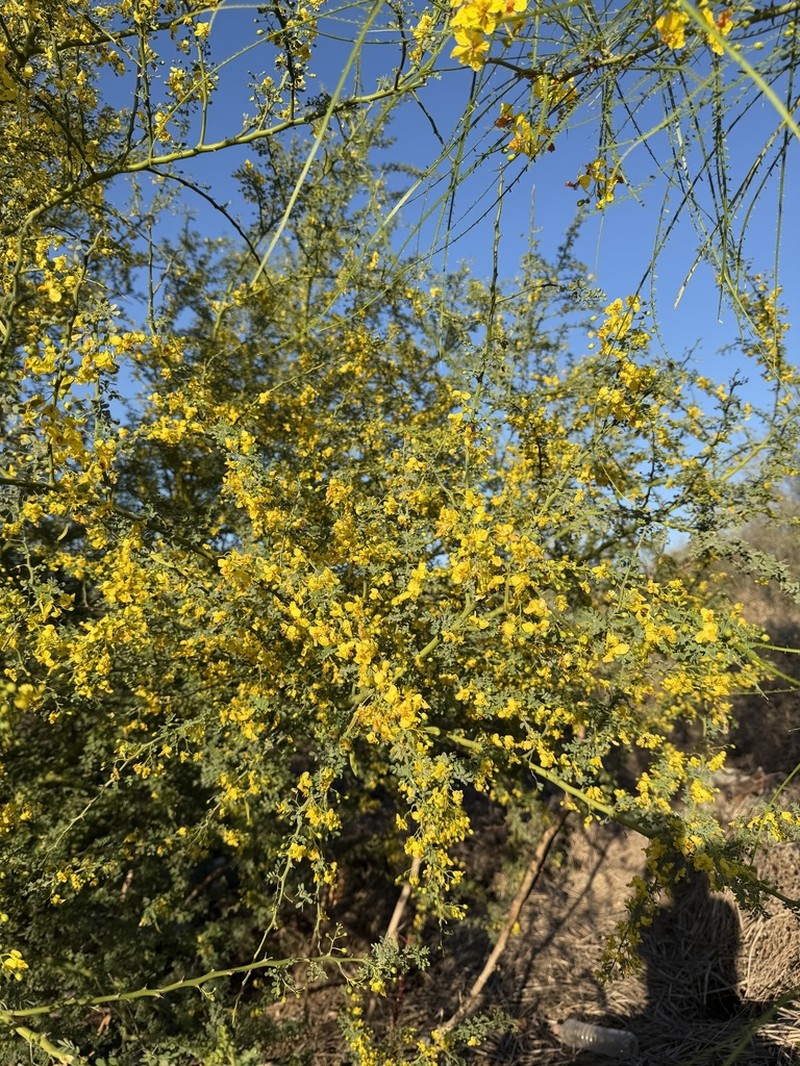 Texas Paloverde photo 6
