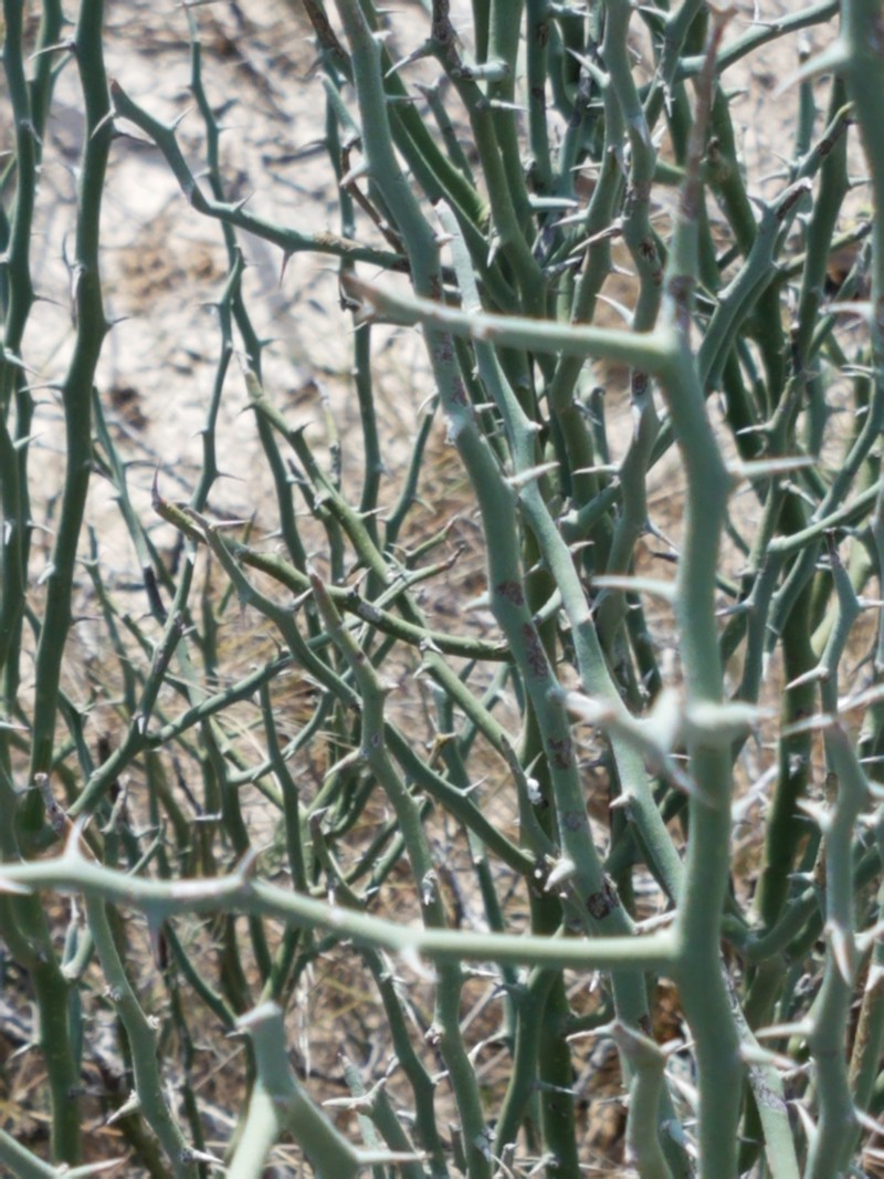 Texas Paloverde photo 7