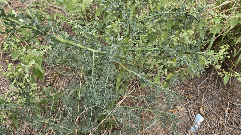 Parkinsonia texana var. macra