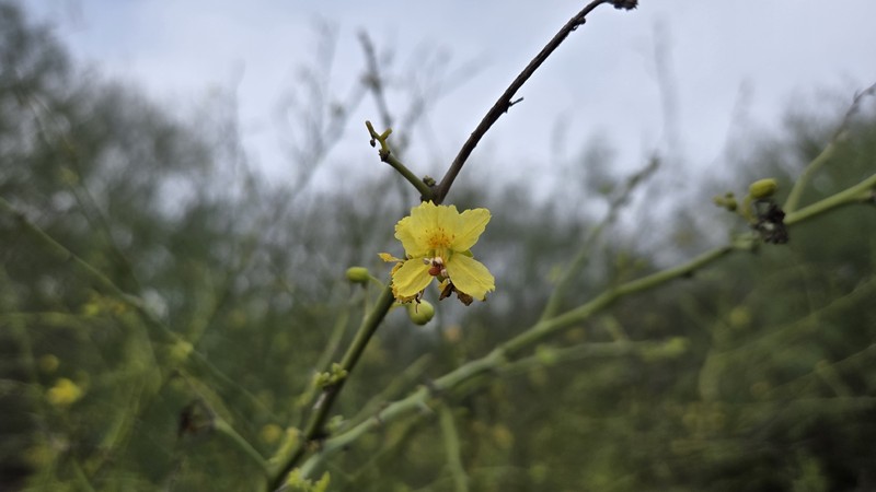 Parkinsonia texana var. macra photo 2