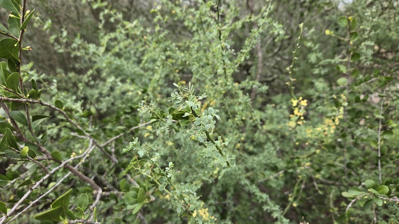 Parkinsonia texana var. macra photo 3