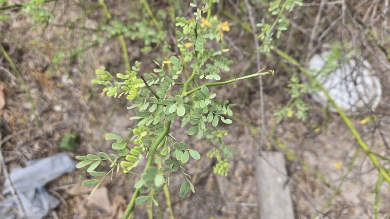 Parkinsonia texana var. macra photo 4