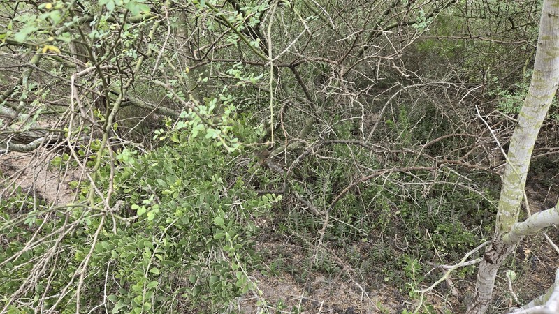 Parkinsonia texana var. macra photo 6