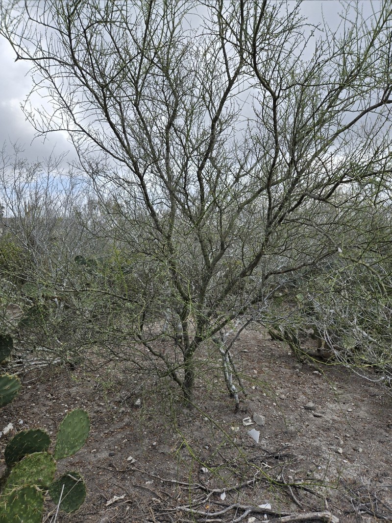 Parkinsonia texana var. macra photo 7