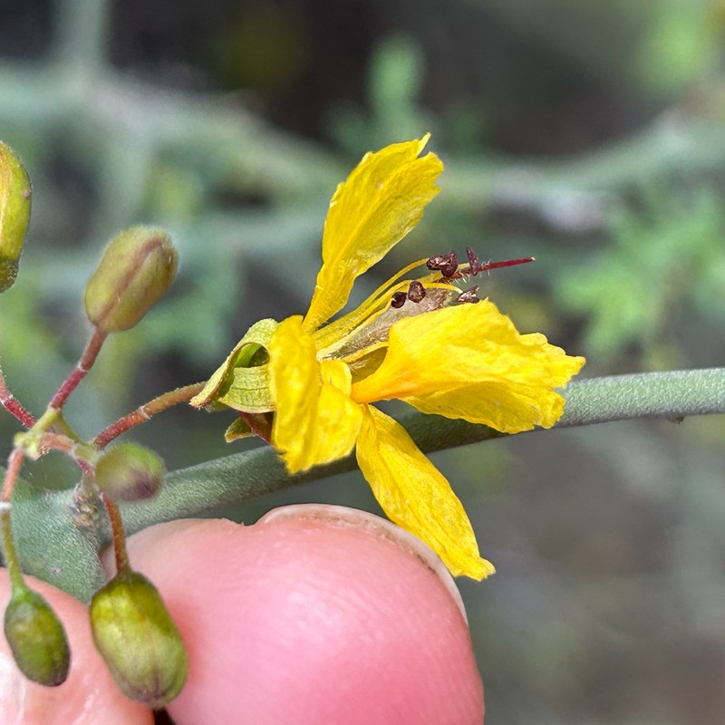 Parkinsonia texana var. texana
