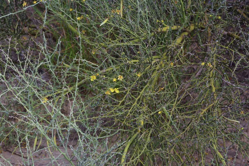 Parkinsonia texana var. texana photo 2