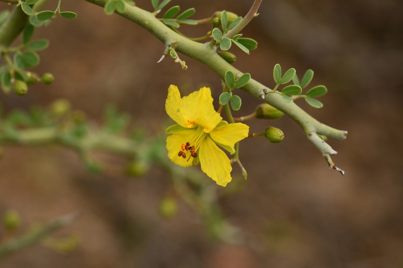 Parkinsonia texana var. texana photo 3