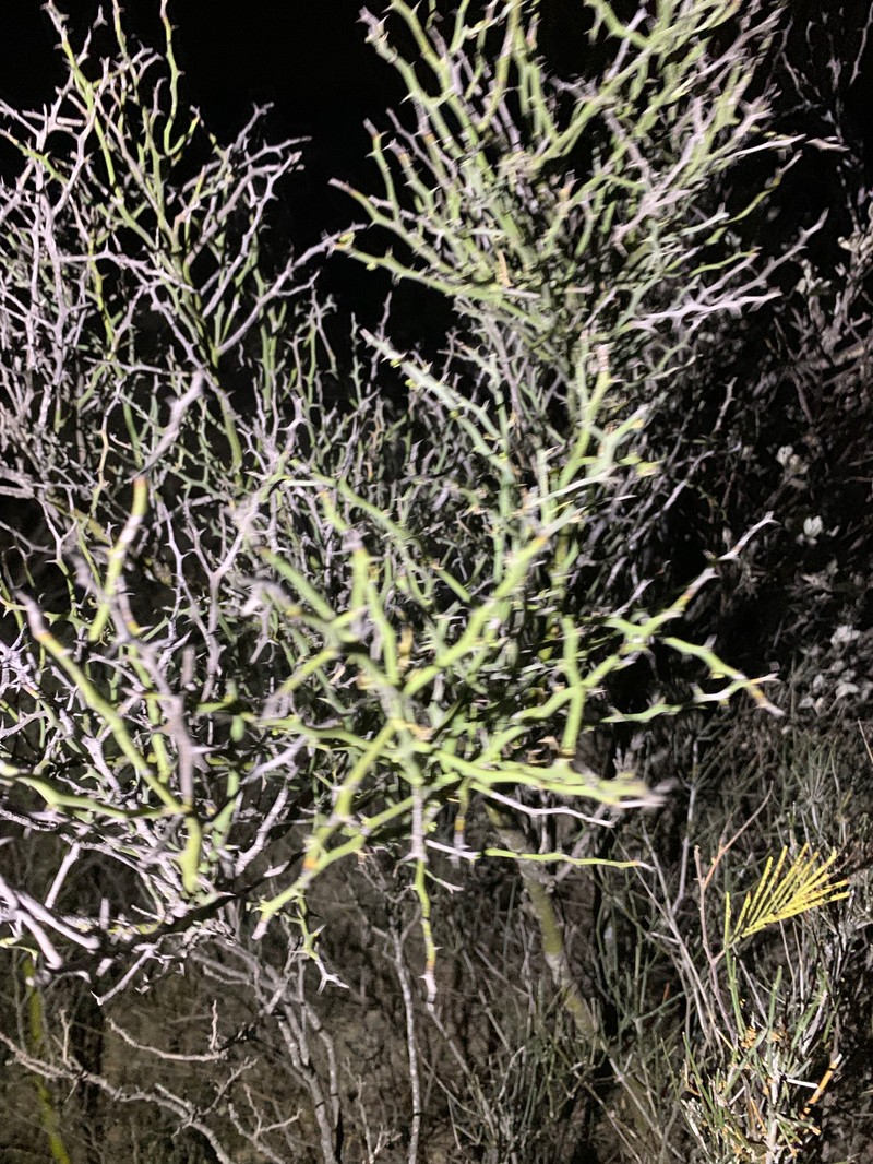 Parkinsonia texana var. texana photo 4