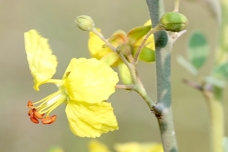 Parkinsonia texana var. texana photo 6