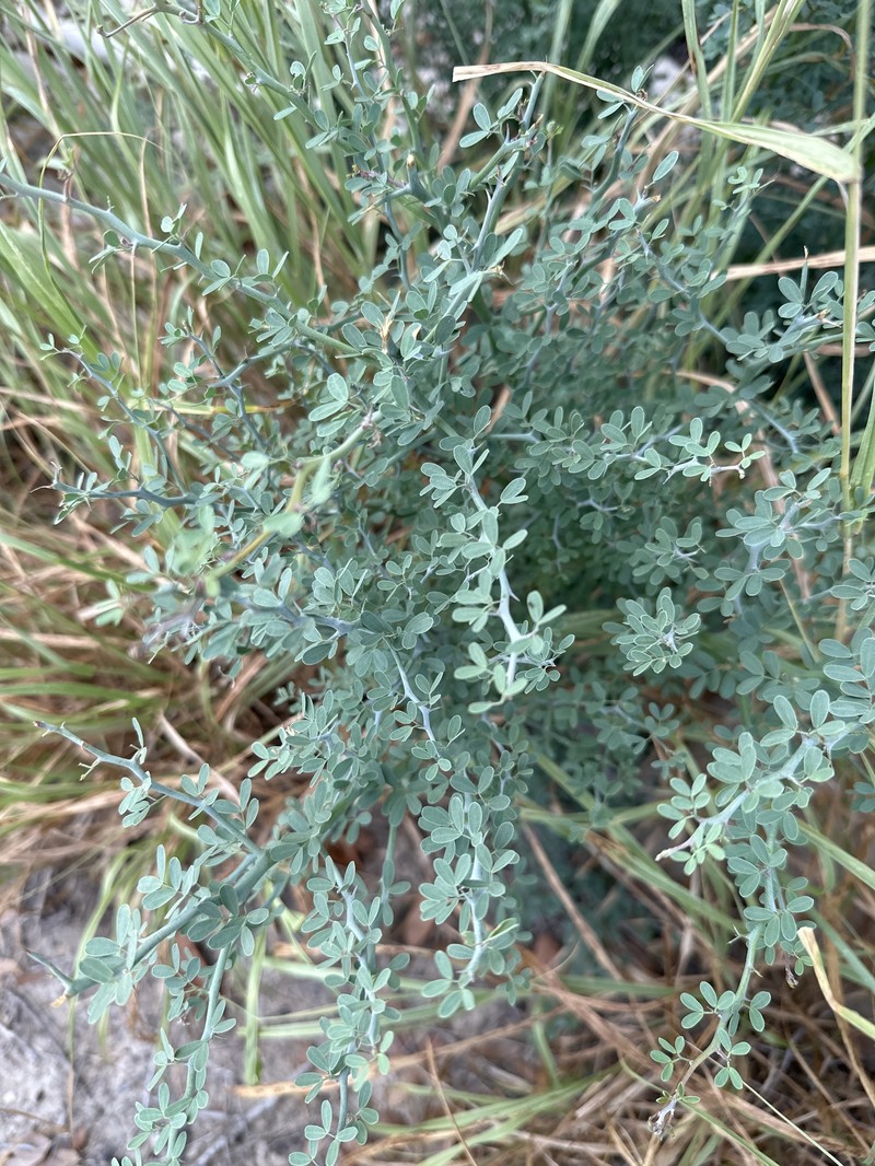 Parkinsonia texana var. texana photo 7