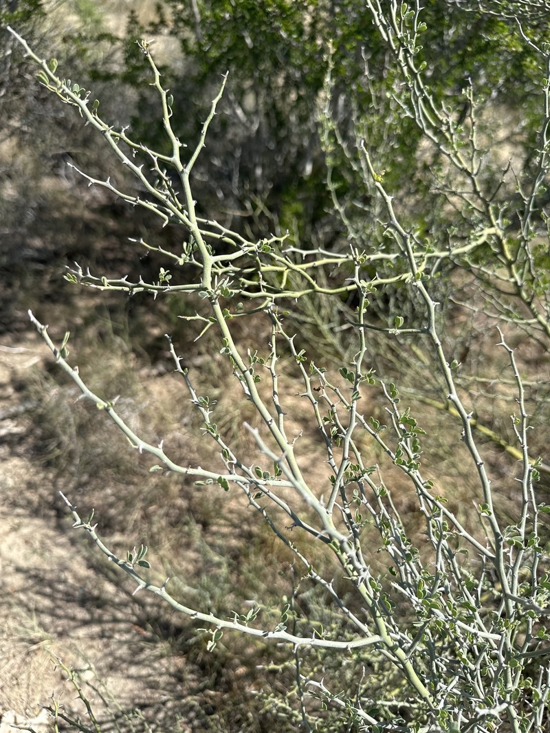 Parkinsonia texana var. texana photo 8