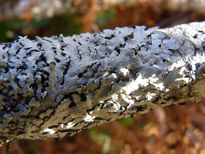 Shield Lichen