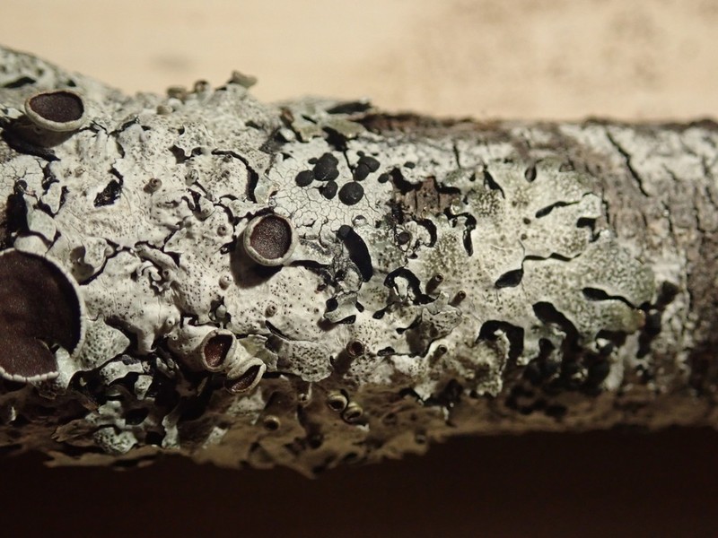 Shield Lichen photo 2