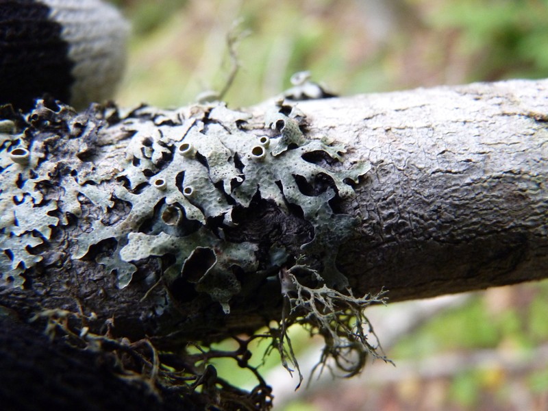 Shield Lichen photo 3