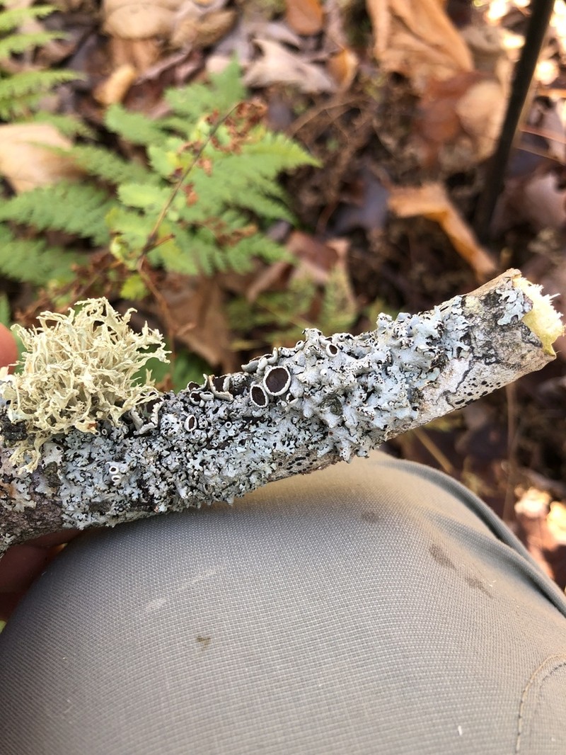 Shield Lichen photo 4