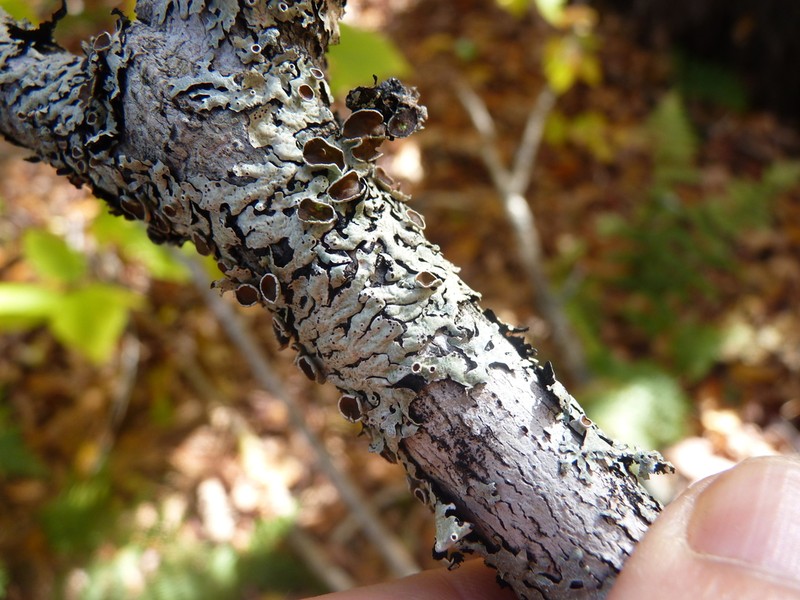 Shield Lichen photo 5
