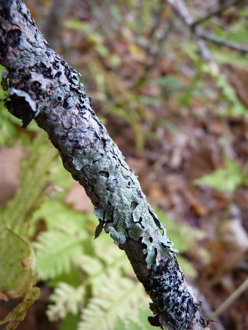 Shield Lichen photo 6