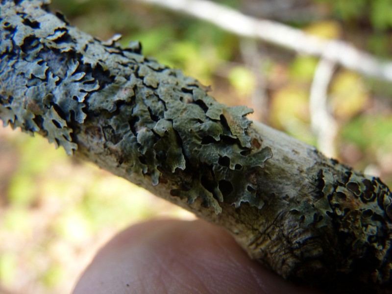 Shield Lichen photo 7