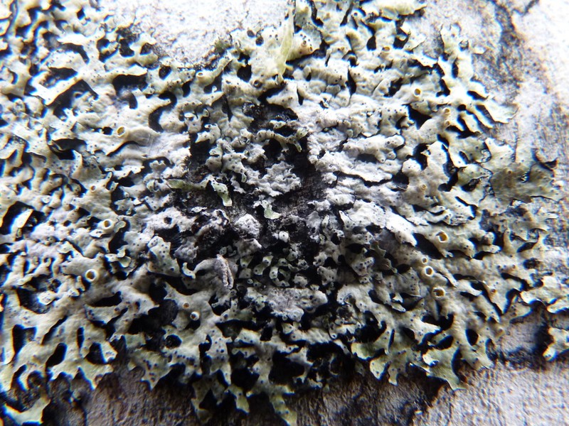 Shield Lichen photo 8