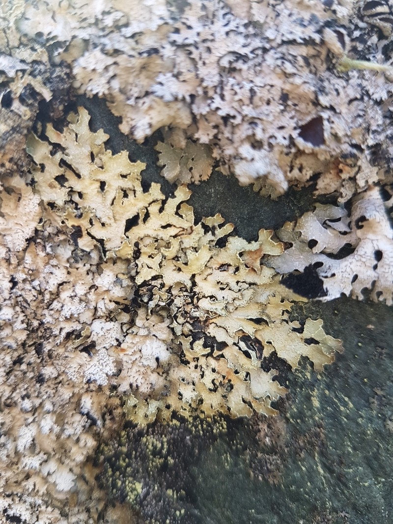 Shield Lichen photo 2