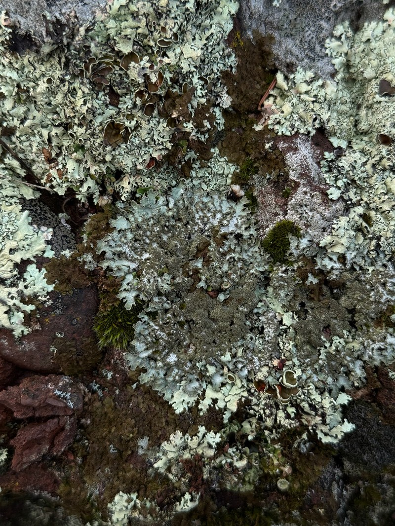 Shield Lichen photo 3