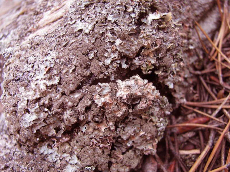 Shield Lichen photo 4