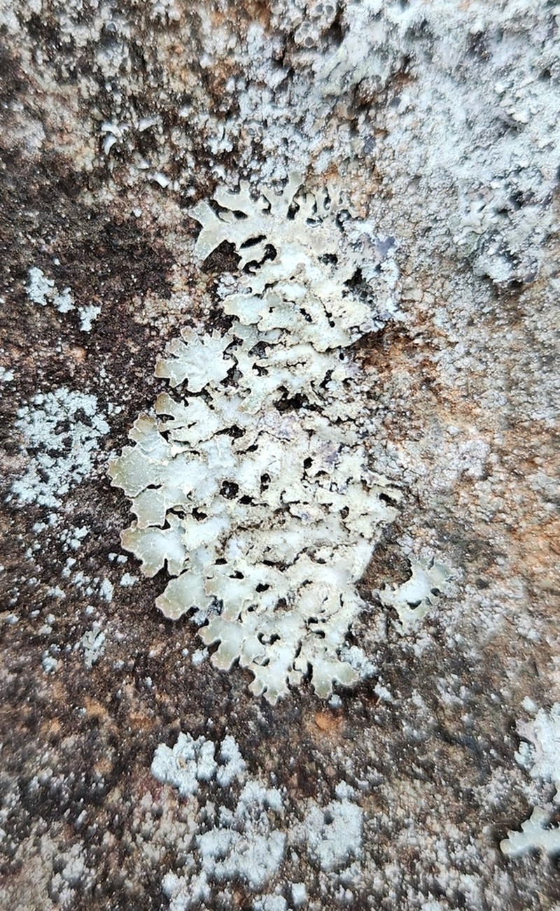 Shield Lichen photo 5