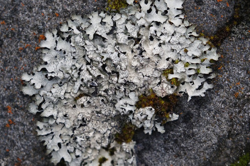 Shield Lichen photo 6
