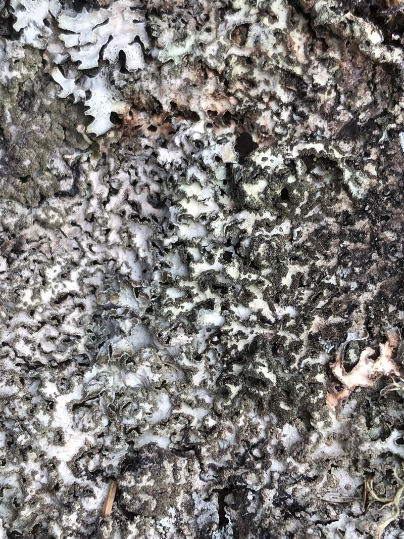 Shield Lichen photo 7