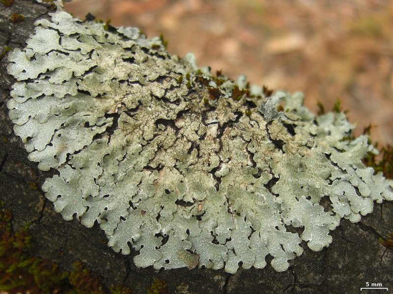 Shield Lichen