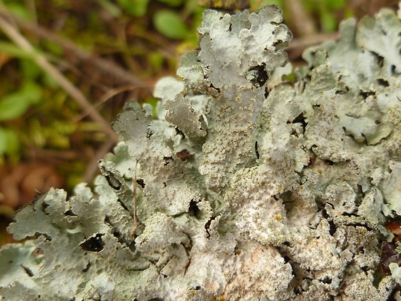 Shield Lichen photo 2