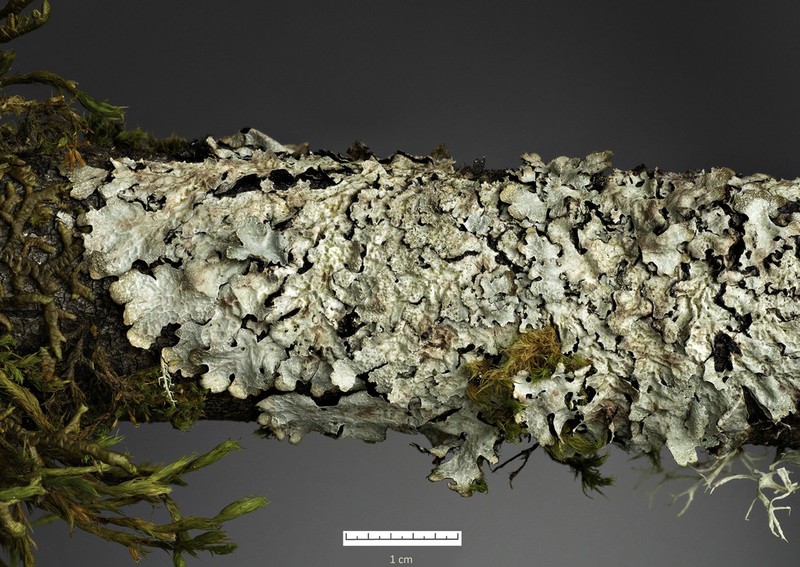 Shield Lichen photo 3