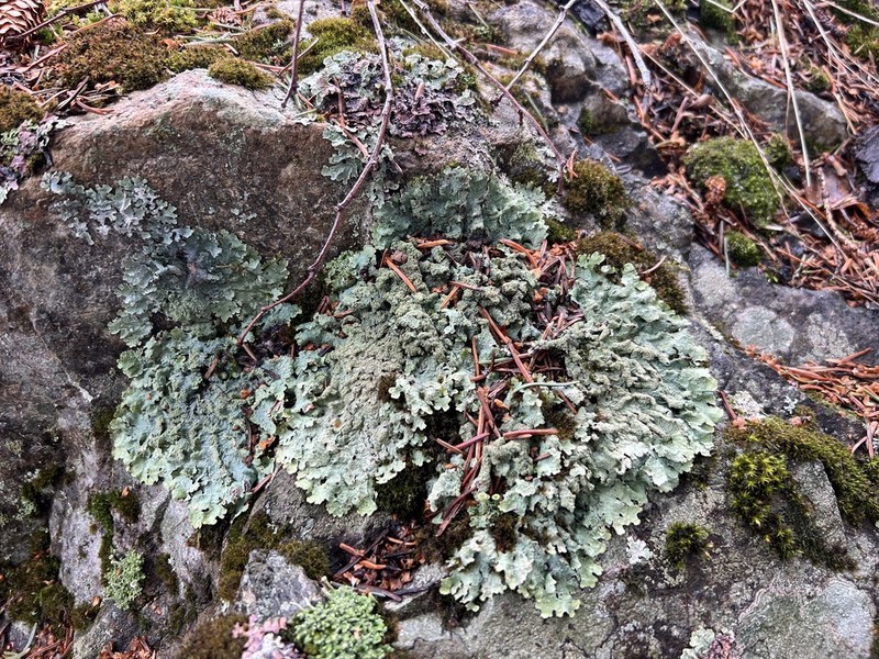 Shield Lichen photo 4