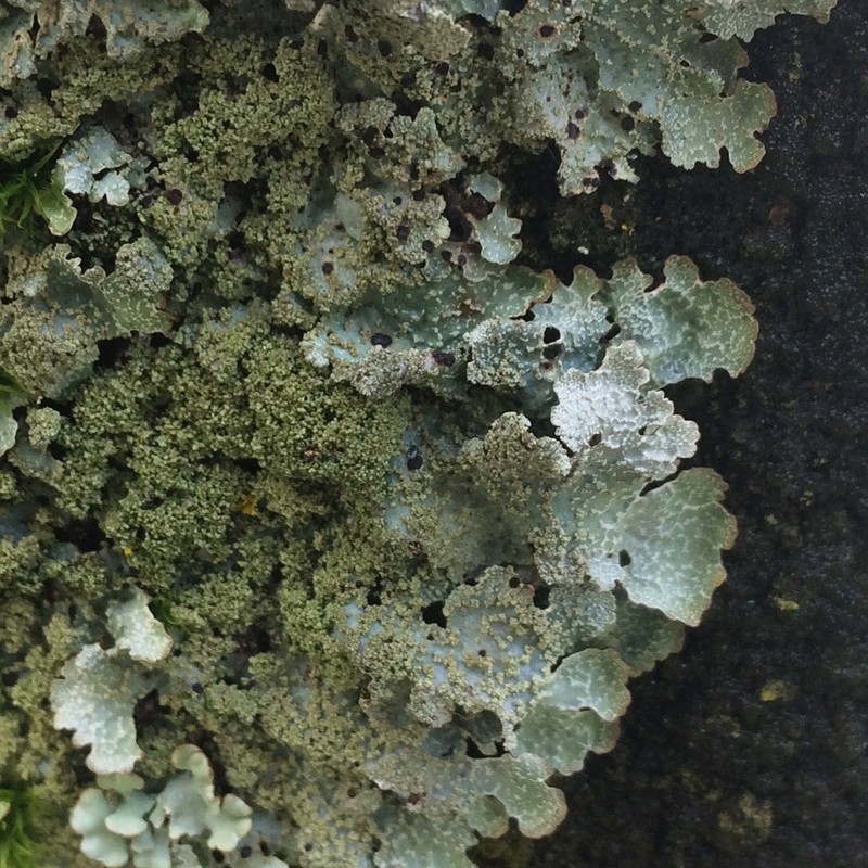 Shield Lichen photo 5