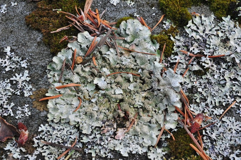 Shield Lichen photo 6