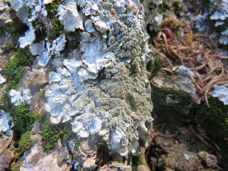 Shield Lichen photo 7