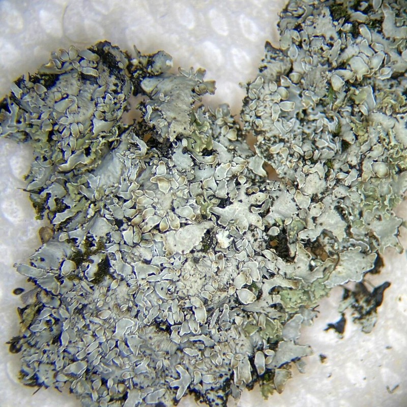 Shield Lichen