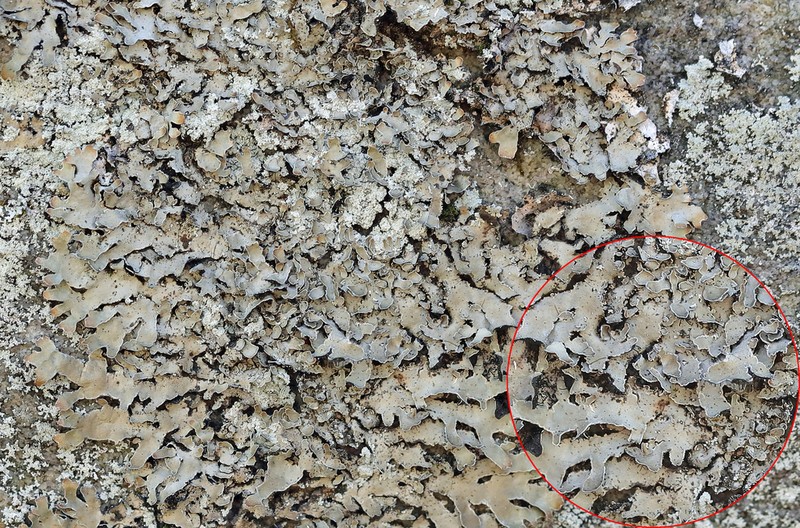 Shield Lichen photo 2