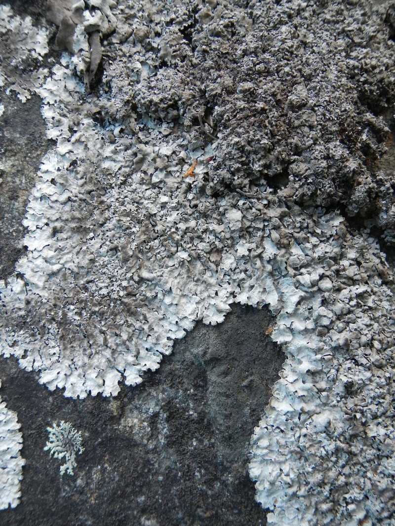 Shield Lichen photo 3