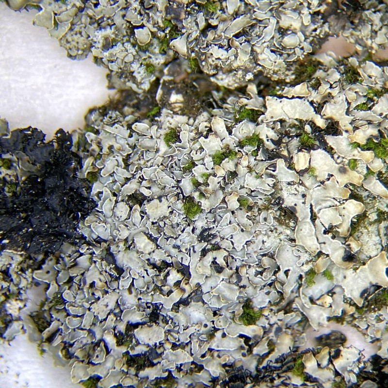 Shield Lichen photo 4