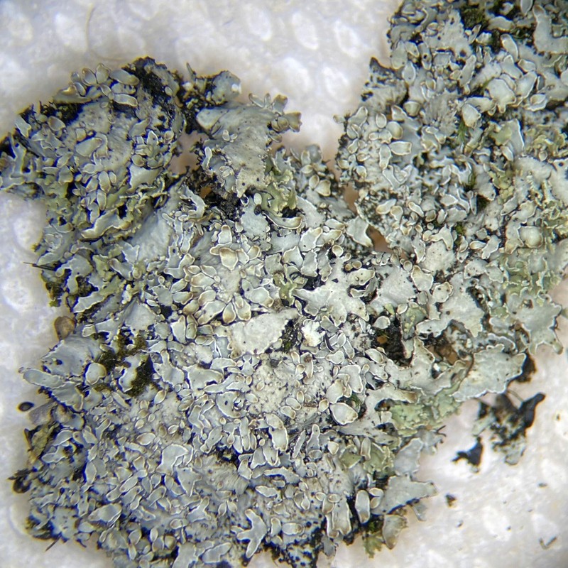 Shield Lichen photo 6