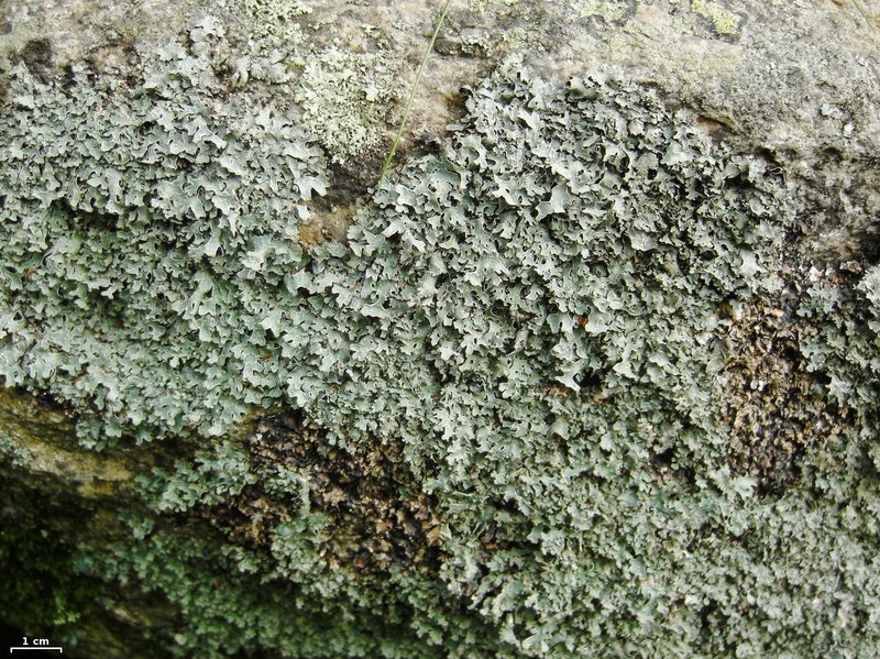 Shield Lichen