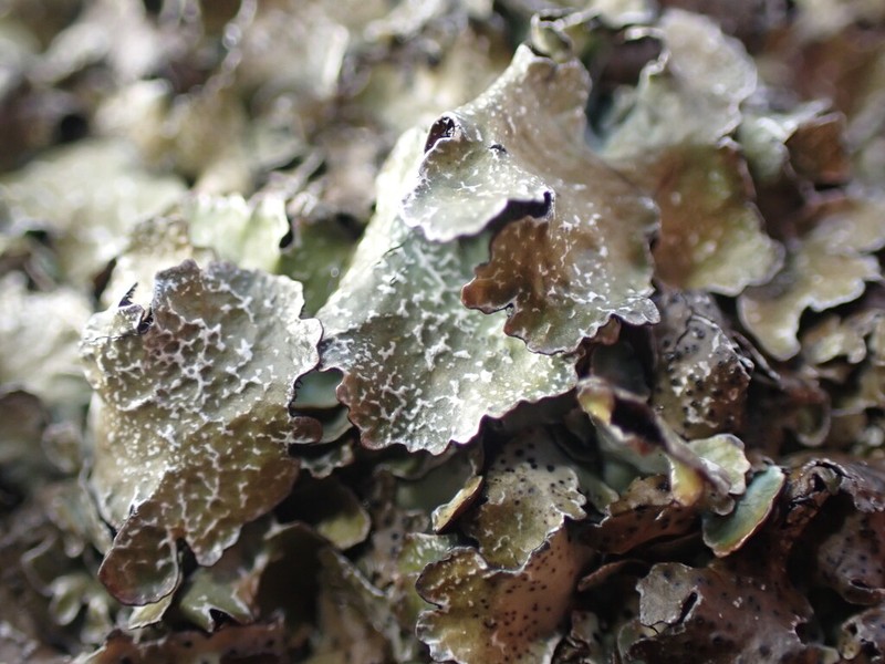Shield Lichen photo 2