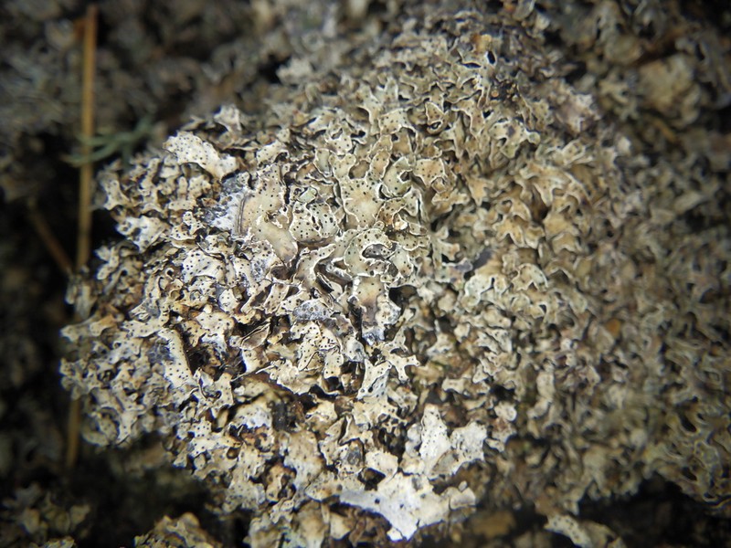 Shield Lichen photo 3
