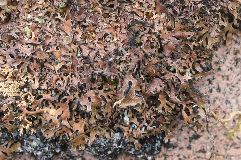 Shield Lichen photo 4