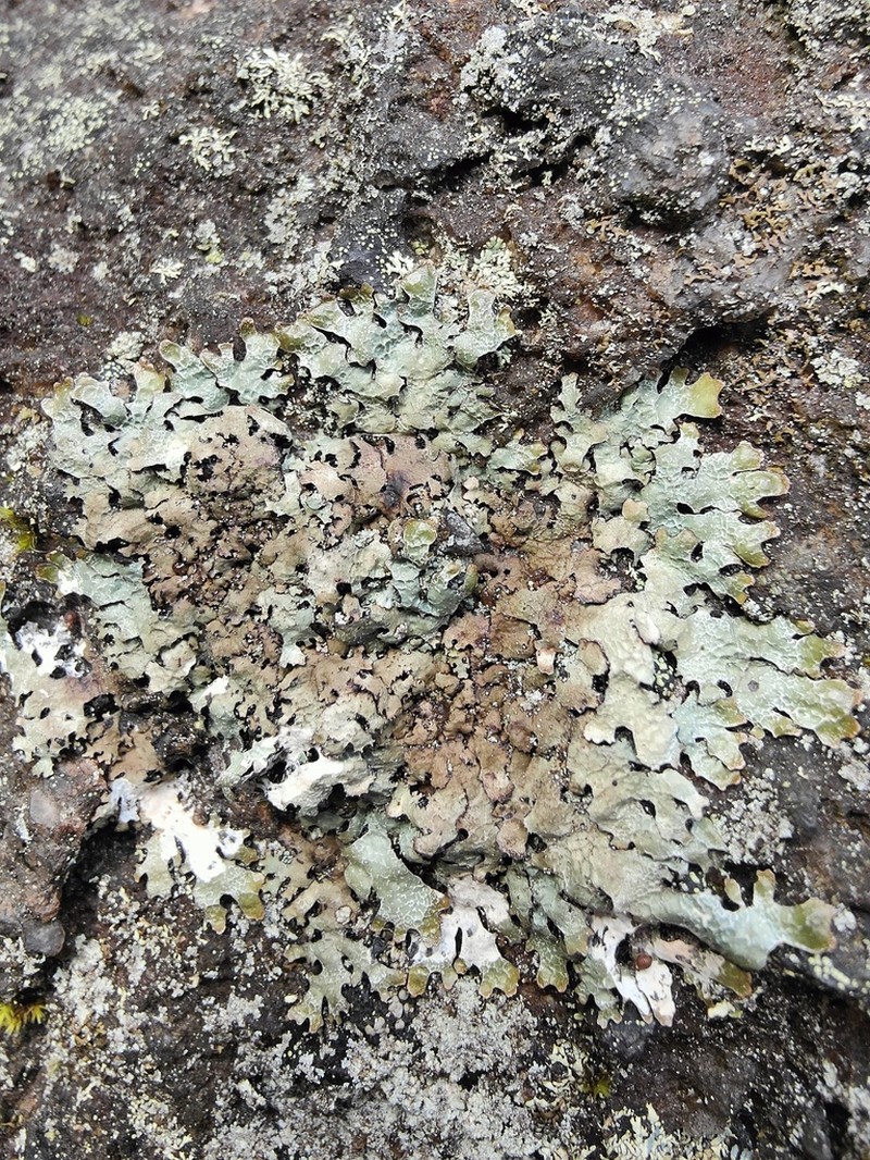 Shield Lichen photo 5