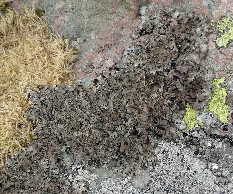 Shield Lichen photo 6